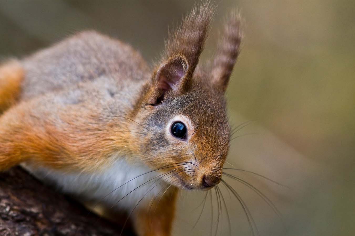 red squirrel